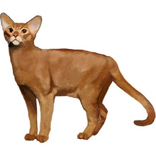 Load image into Gallery viewer, Abyssinian - Full Breed Profile
