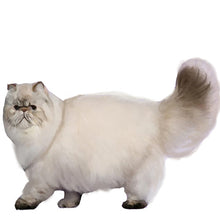 Load image into Gallery viewer, Persian - Full Breed Profile
