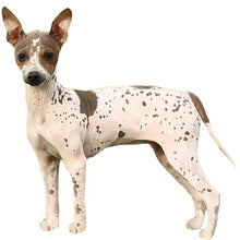 Load image into Gallery viewer, American Hairless (Rat) Terrier - Full Breed Profile
